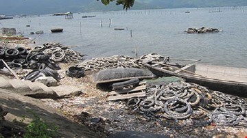 Nuôi hàu bằng lốp xe gây ô nhiễm môi trường