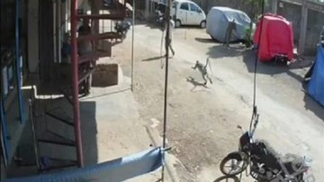 Khỉ hung hãn đạp ngã người đi đường