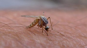 Mỹ: Virus Zika đáng sợ hơn so với dự kiến