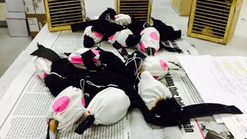 Buộc chim quý còn sống vào ống quần để qua cửa khẩu sân bay