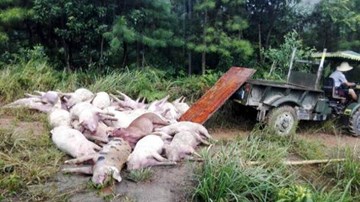 Xác lợn chết la liệt “đầu độc” suối Cao Bằng