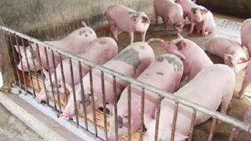 Tại sao thương lái Trung Quốc ráo riết “lùng” mua heo Việt Nam?