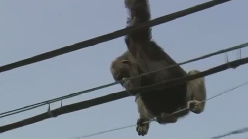 Nghẹt thở giải cứu tinh tinh xổng chuồng đánh đu trên dây điện
