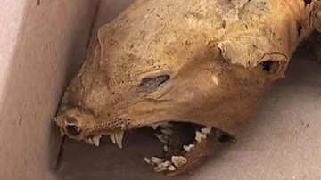 Phát hiện xác quỷ hút máu Chupacabra huyền thoại