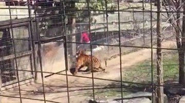 Cô gái liều lĩnh nhảy qua hàng rào chuồng hổ để nhặt mũ