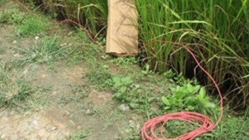 Bẫy chuột điện giết chết người thảm khốc ở Hải Phòng