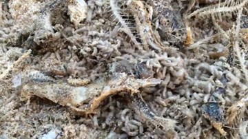 Giòi bò nhung nhúc trên xác cá chết ở bờ biển Nhật Lệ