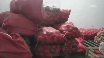 Phát hiện một cơ sở tại Hà Nội đưa rau không rõ nguồn gốc vào siêu thị