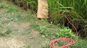 Hải Phòng nghiêm cấm bẫy chuột bằng điện