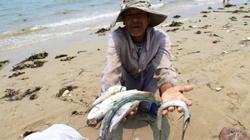 Cục trưởng Bộ Y tế: Dân ăn cá chết, tỉnh chịu trách nhiệm