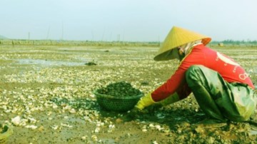 Sau cá, người dân Hà Tĩnh sững sờ vì nghêu chết trắng đồng