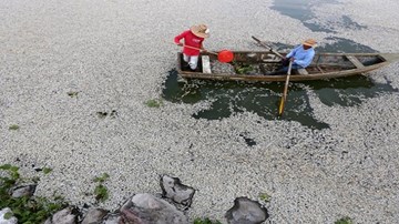 Những vụ cá chết hàng loạt trên thế giới