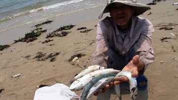 Bộ TN&MT vào Hà Tĩnh làm rõ nguyên nhân cá chết