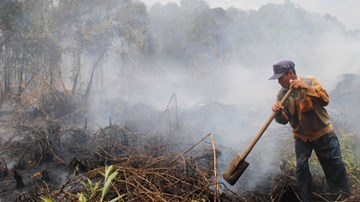 14 hecta rừng ở Cà Mau bị cháy rụi