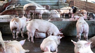 Chăn nuôi chuẩn VietGAP, heo vẫn... dương tính với chất cấm
