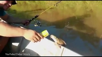 Cá ngoi lên mặt nước, ghé mạn thuyền uống bia của ngư dân