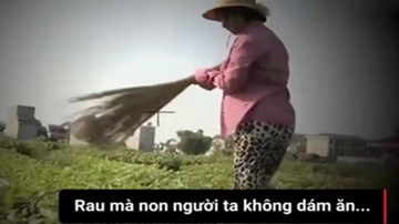Dùng chổi quét cho rau rách như sâu ăn để... dễ bán