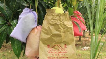 Thực hự tin đồn túi bao trái xoài nhiễm hóa chất độc hại