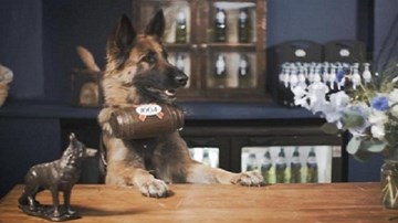 Quán bia do chó phục vụ đầu tiên trên thế giới