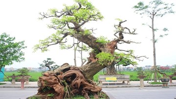 Ngắm dàn 