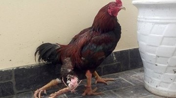 Sửng sốt gà 4 chân xuất hiện giữa Hà Nội