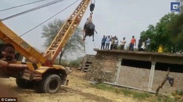 Ấn Độ: Chú trâu trèo lên mái nhà theo cách bí hiểm