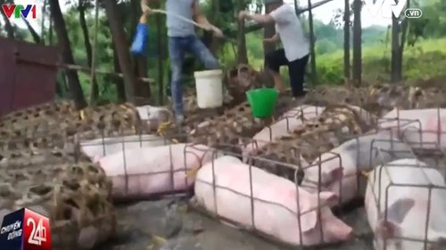 Quản lý hoạt động kiểm dịch thú y ở Phú Thọ: Chỉ giám sát trên giấy