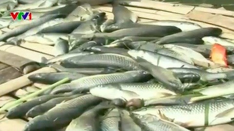 Hé lộ nguyên nhân cá chết trên sông Bưởi, Thanh Hóa