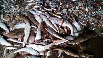 Từ cá chết miền Trung, nhìn lại 'vụ Vedan' năm nào