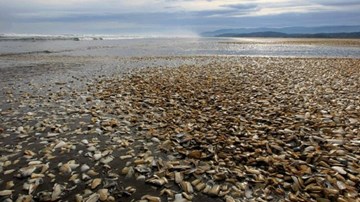 Thủy triều đỏ ở Chile làm chết la liệt tôm cá, ngư dân phản đối chính phủ