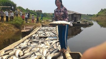 Đầu độc sông Bưởi, doanh nghiệp bồi thường 1,4 tỷ đồng?