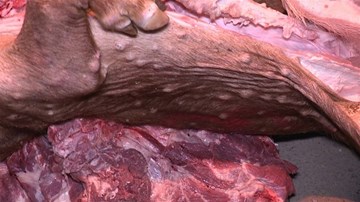 Đột kích lò mổ heo chết sắp đem ra chợ bán