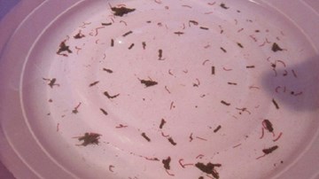 “Nước máy có giun là do bể chứa của dân bẩn và do môi trường”