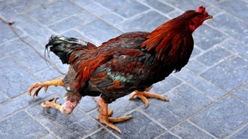 Gà 4 chân được trả 50 triệu đồng chủ vẫn không bán