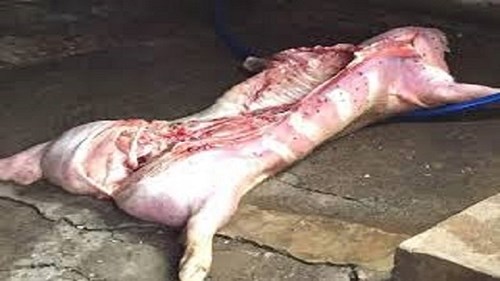 Triệt phá hàng loạt cơ sở thu gom heo chết đưa đi tiêu thụ