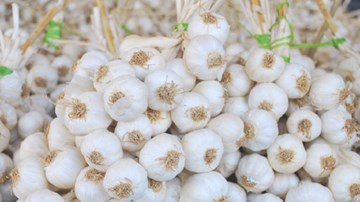 Nguyên nhân khiến tỏi Lý Sơn lên giá nửa chỉ vàng 1kg