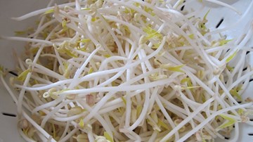 Rùng mình cơ sở làm trắng giá đỗ “siêu tốc” bằng hóa chất