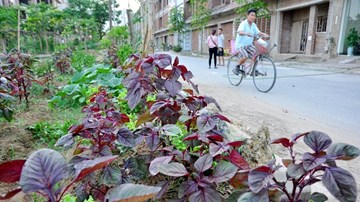 Người Hà Nội tranh thủ vỉa hè trồng rau 