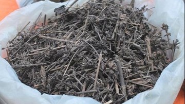 Cây nhân trần - thần dược trị bệnh gan