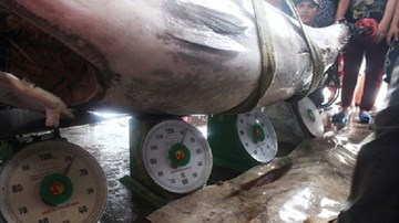 Người người đổ ra cảng xem cá ngừ vây xanh 300kg cực hiếm