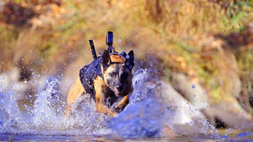 Tiết lộ về đội chó nghiệp vụ bảo vệ Tổng thống Mỹ công du