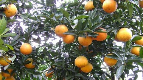 Mẹo nhận biết cam Vinh chuẩn