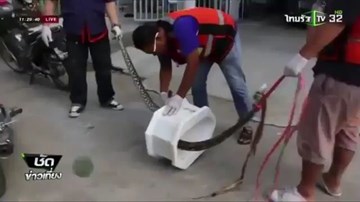 Kinh hãi trăn dài 4m chui lên từ bồn cầu, cắn ‘chỗ hiểm’ của người đàn ông