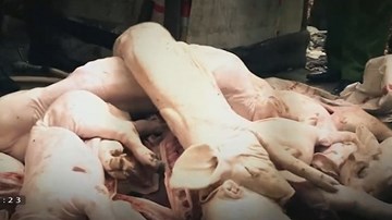 Thâm nhập đường dây mua bán thịt heo chết tại Đồng Nai