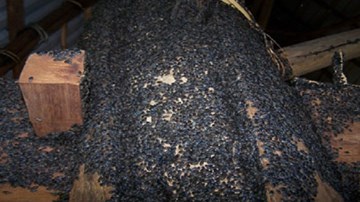 Người dân rời khỏi nhà trốn... bọ đậu đen