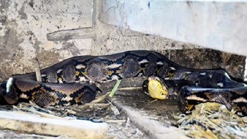 Đưa trăn thần từ Hà Tĩnh ra Hà Nội