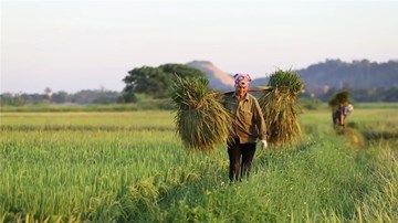 Tránh nắng nóng, nông dân gặt lúa giữa đêm