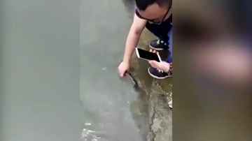 Kỳ lạ cá được phóng sinh nhiều lần vẫn ‘quyết’ bơi về với chủ