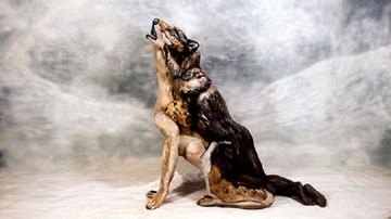 Có điều gì kỳ lạ ở chú sói này?
