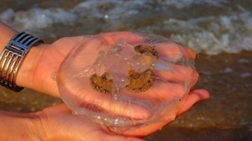Mẹo giúp bà nội trợ phân biệt sứa thật, sứa giả